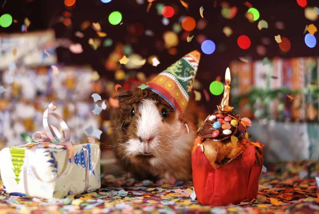 Conejo Disfrazado en una fiesta de cumpleaños